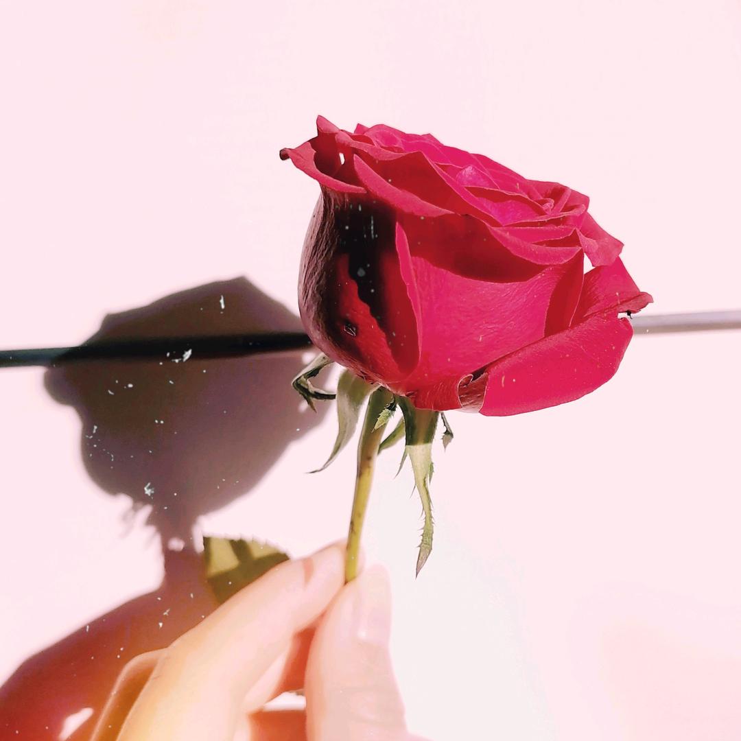 菲儿