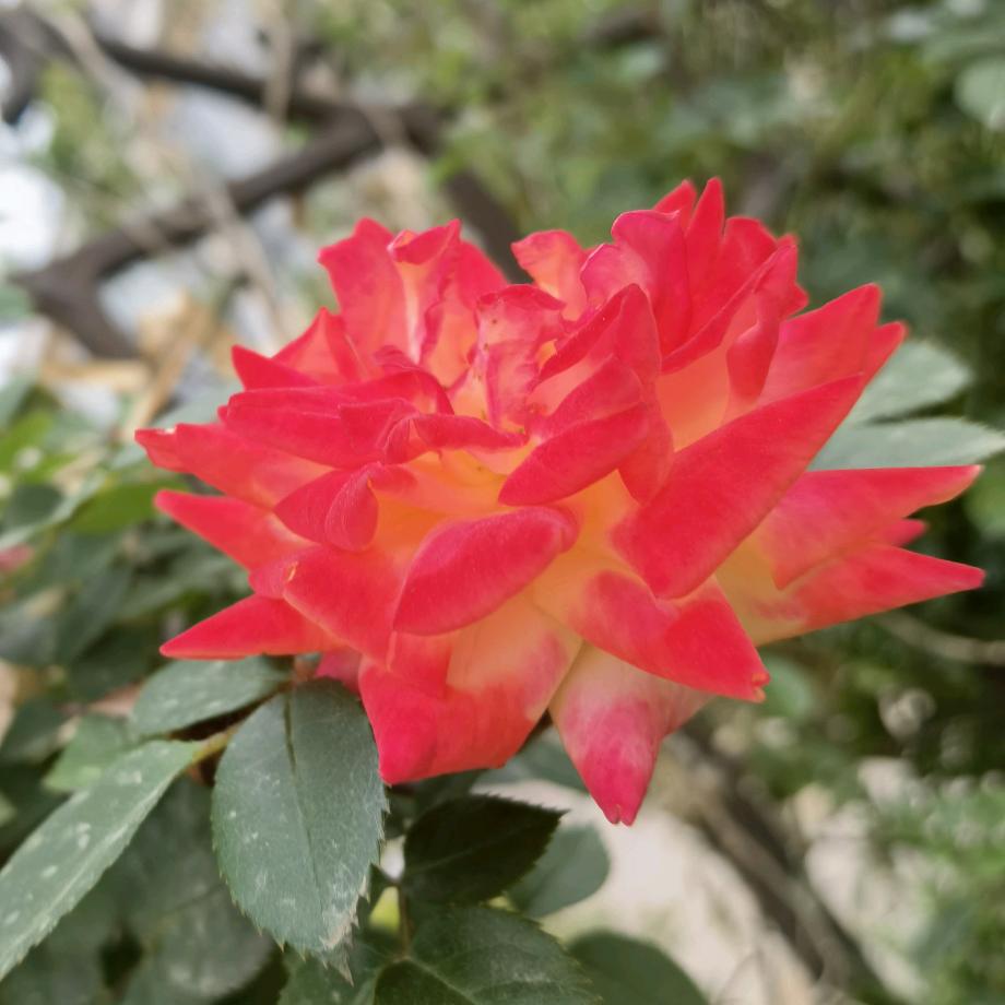 宁馨晨曦（拒绝连赞）