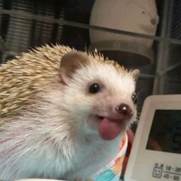 捡了个猫