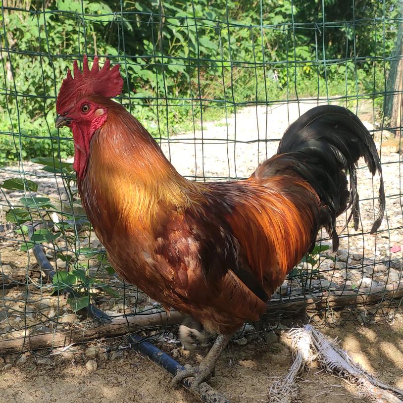 绵阳优佳特农业科技