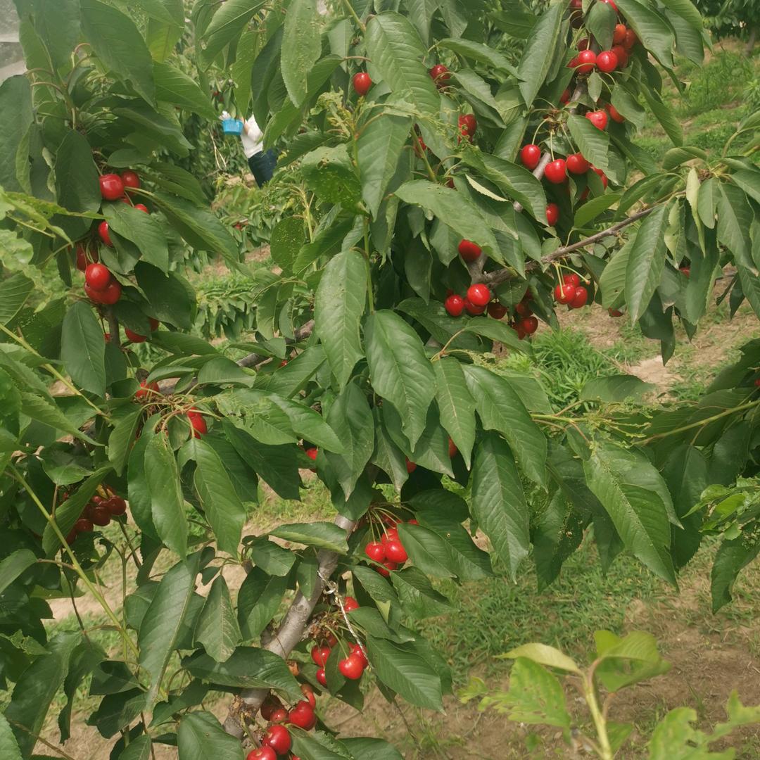 陆清清