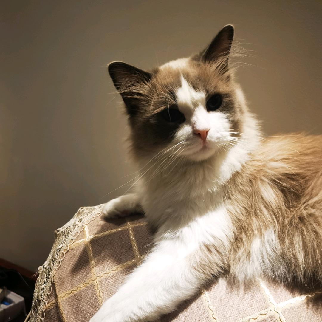 爱打台球钓鱼的猫