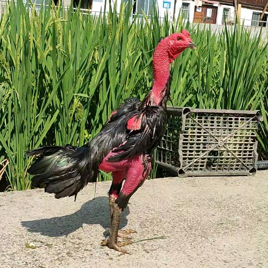 砸胸锤背战将营