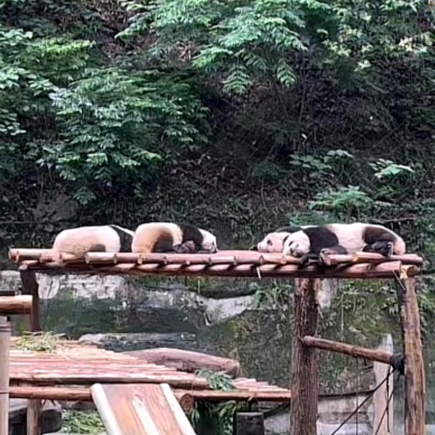 王佳音