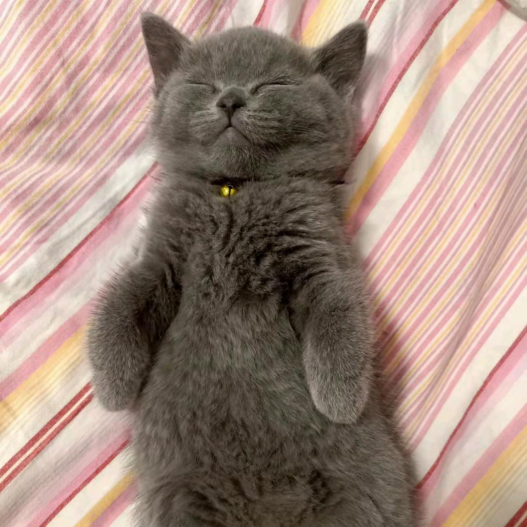 西关房子小刚哥