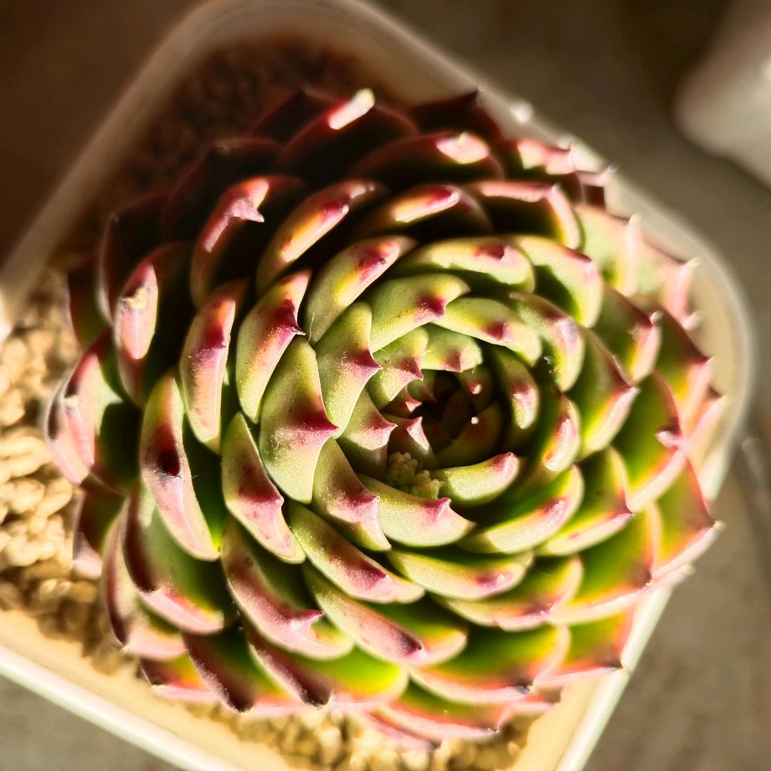 依沫