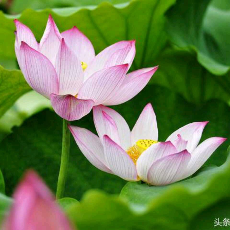 开心依然