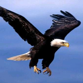 飛翔🦅电动工具