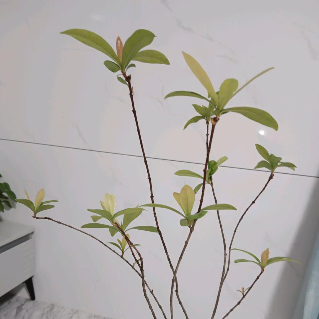 新花仔
