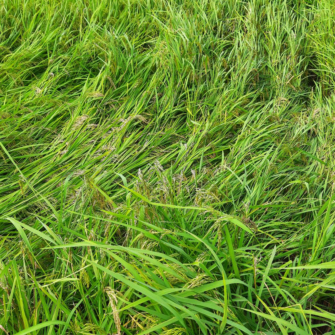 大神不愿在麦田喝茶