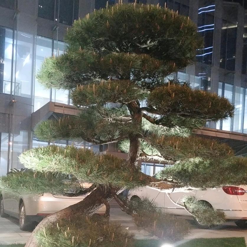 我是妞妞
