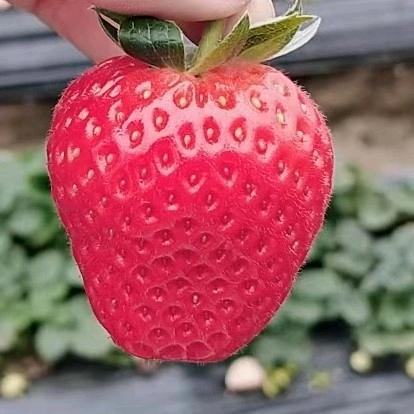 李记水果，文香（新街农贸市场）