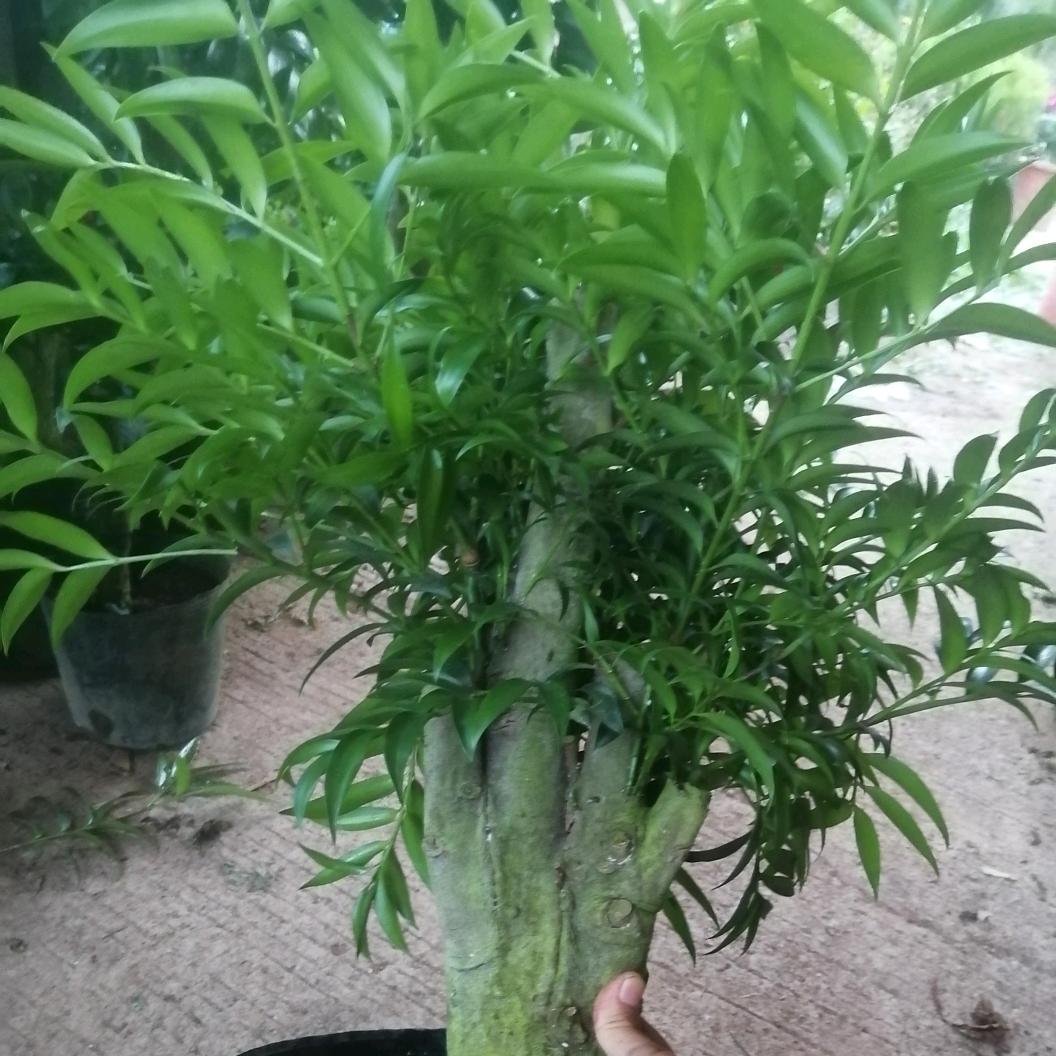汐雯园艺