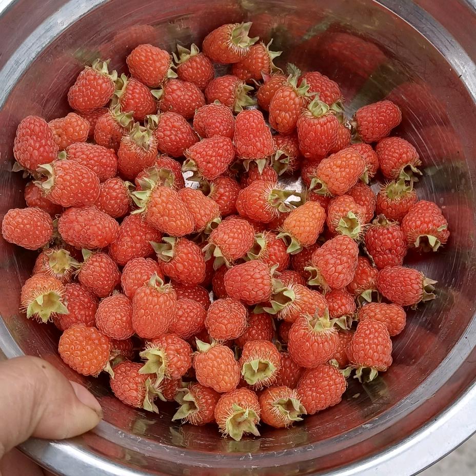 🎄小❤️艳💗子🎈