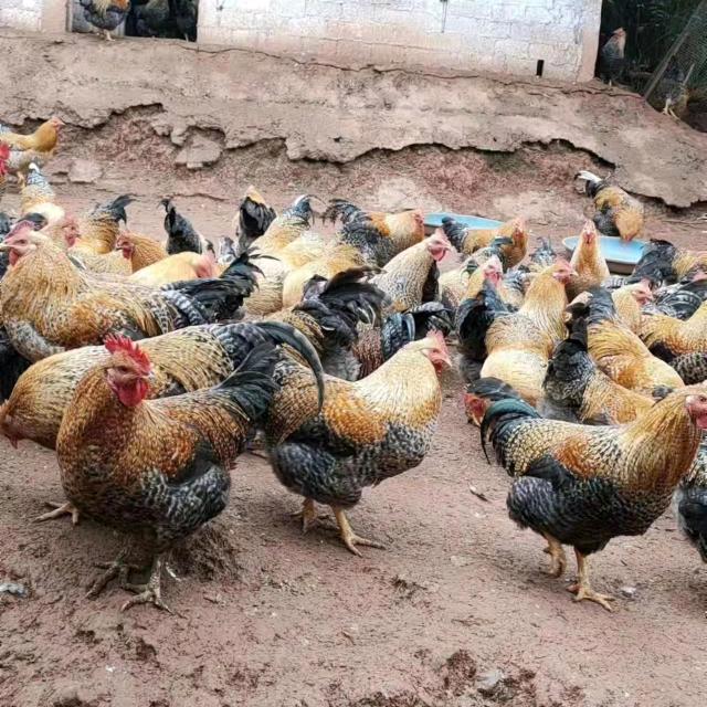 澄迈脱温鸡养殖批发零售