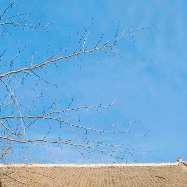 牡丹大酒店后院  曹县烤全羊