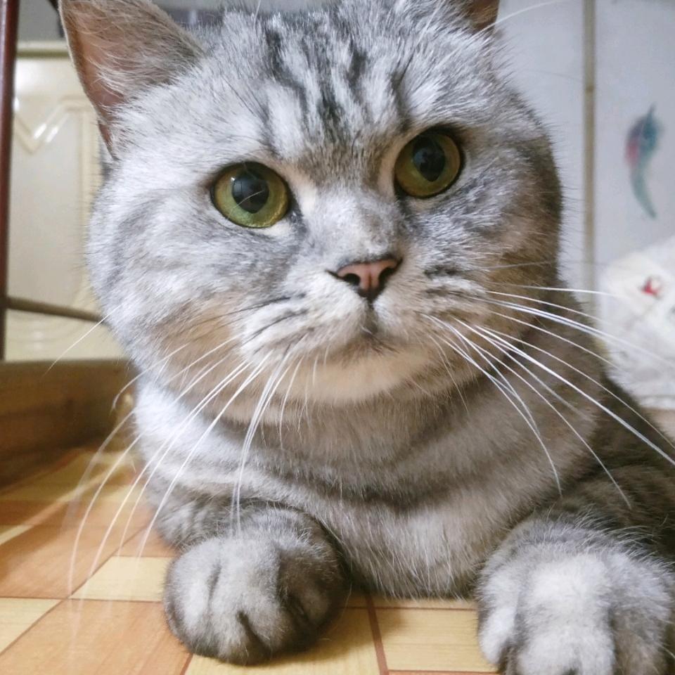 四颗糖猪