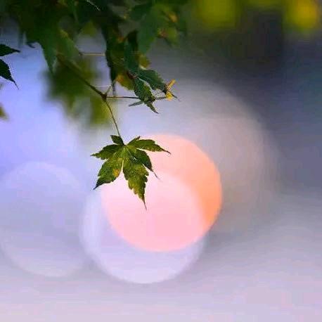 林木白好物分享