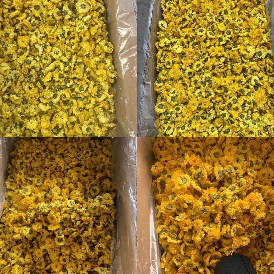 金菊缘
