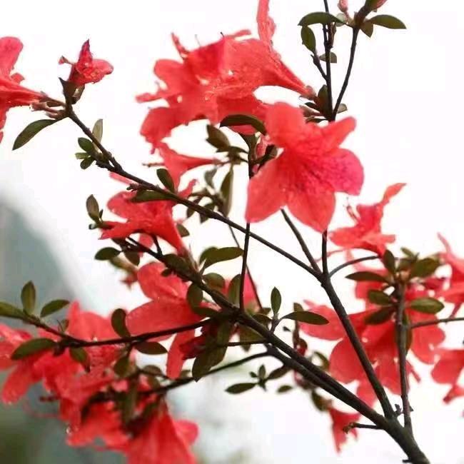 正义必胜（平易近人  拒绝私聊）