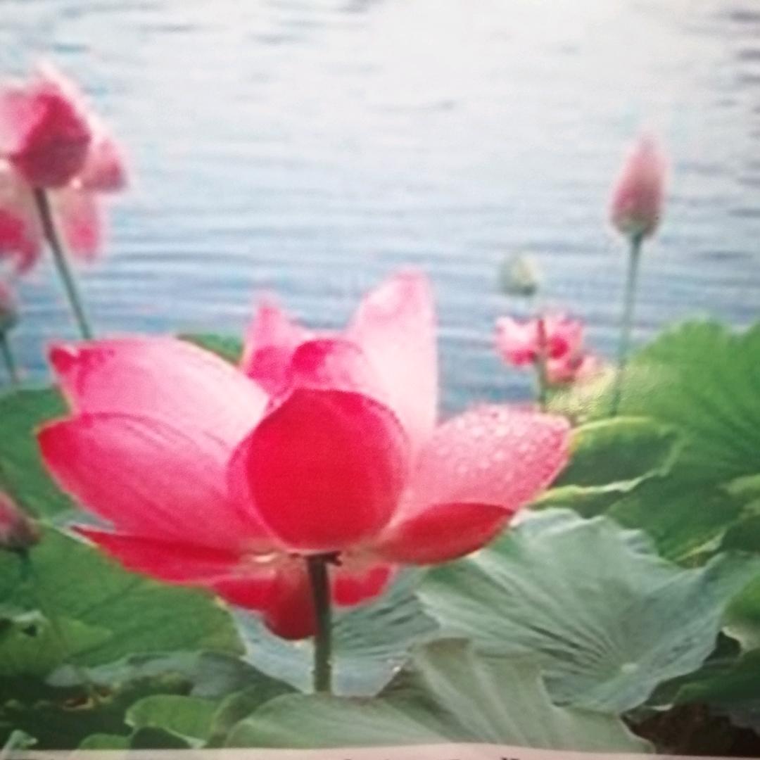 香香：