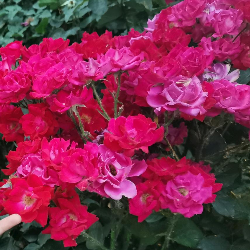老虎和猴子