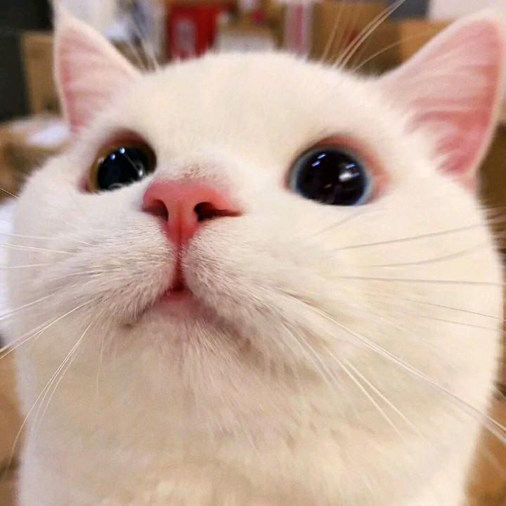 百事不加冰