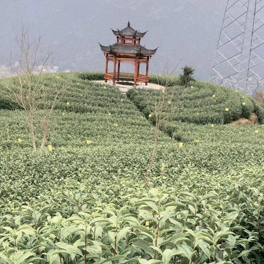 清草