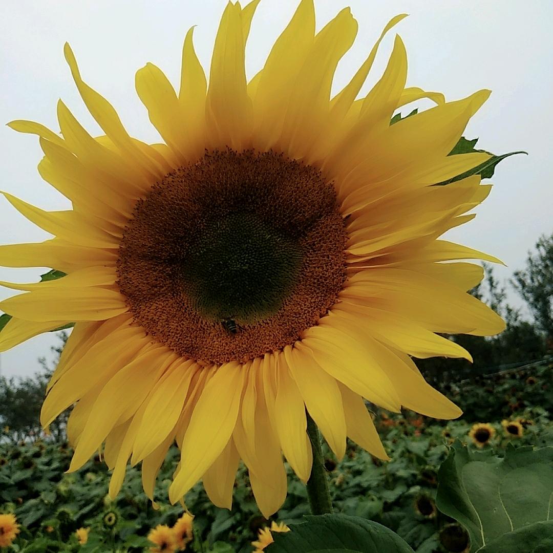 🌻向日葵🌻