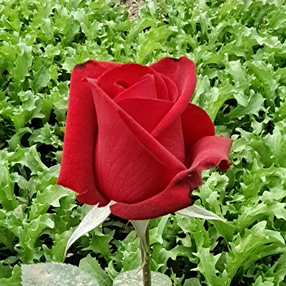 春梅的花园