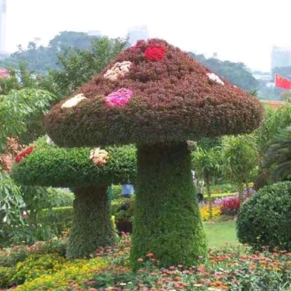 红叶石楠
