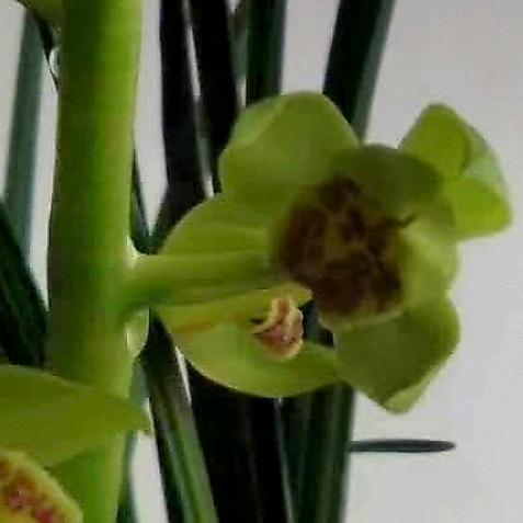 磊鑫花卉，盆景园