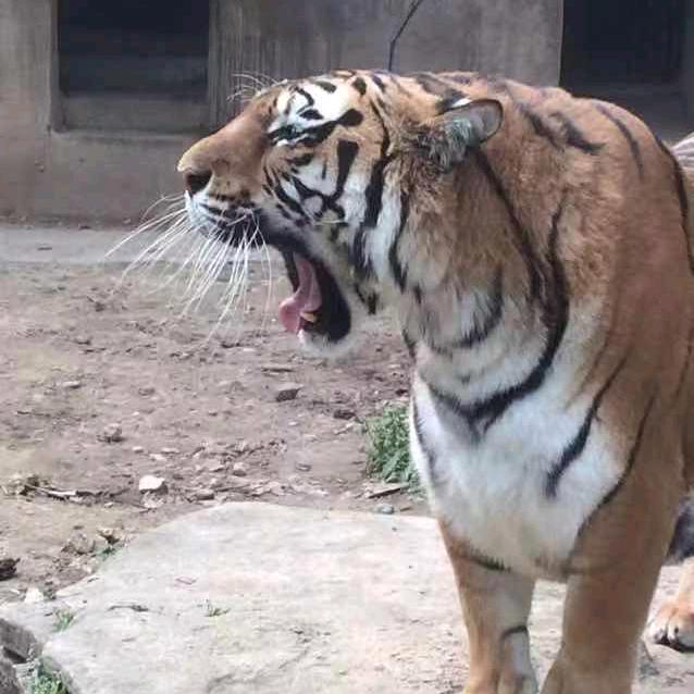 卡五星