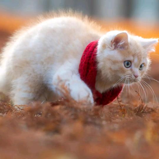 我的未来不是梦