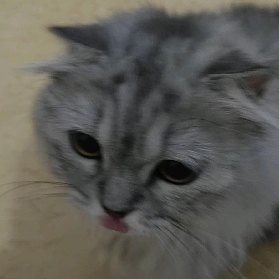 AC丶小歪