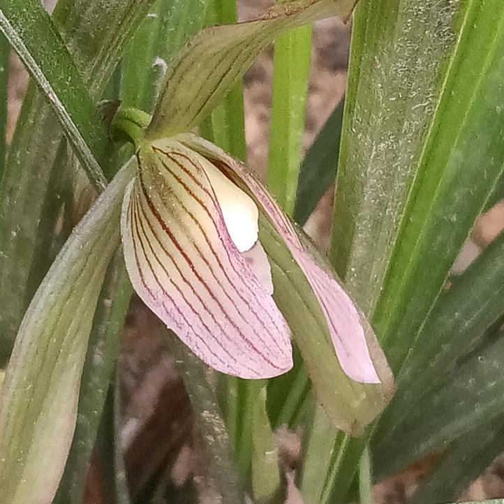 爱