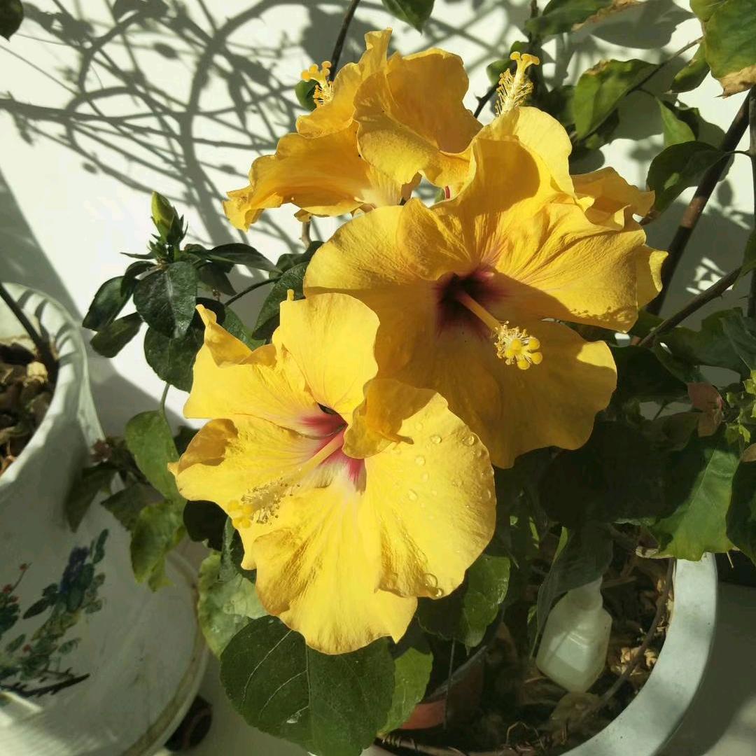梅花