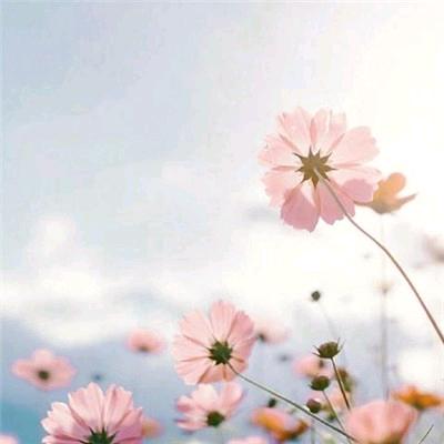 硕