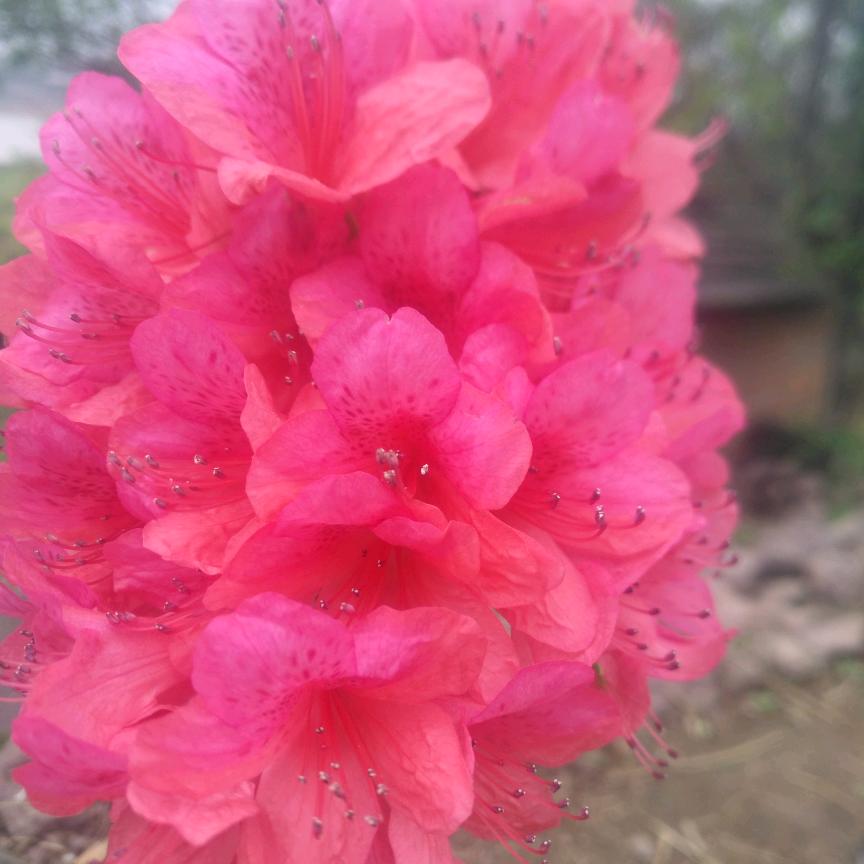 玫瑰花的春天