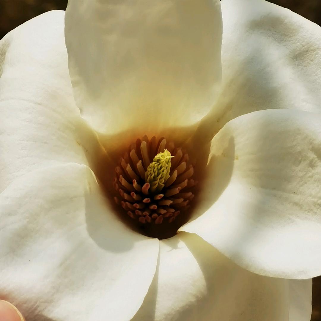 青花瓷
