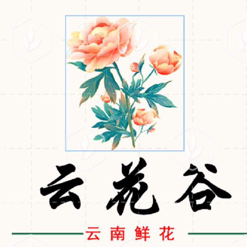 云花谷云南鲜花