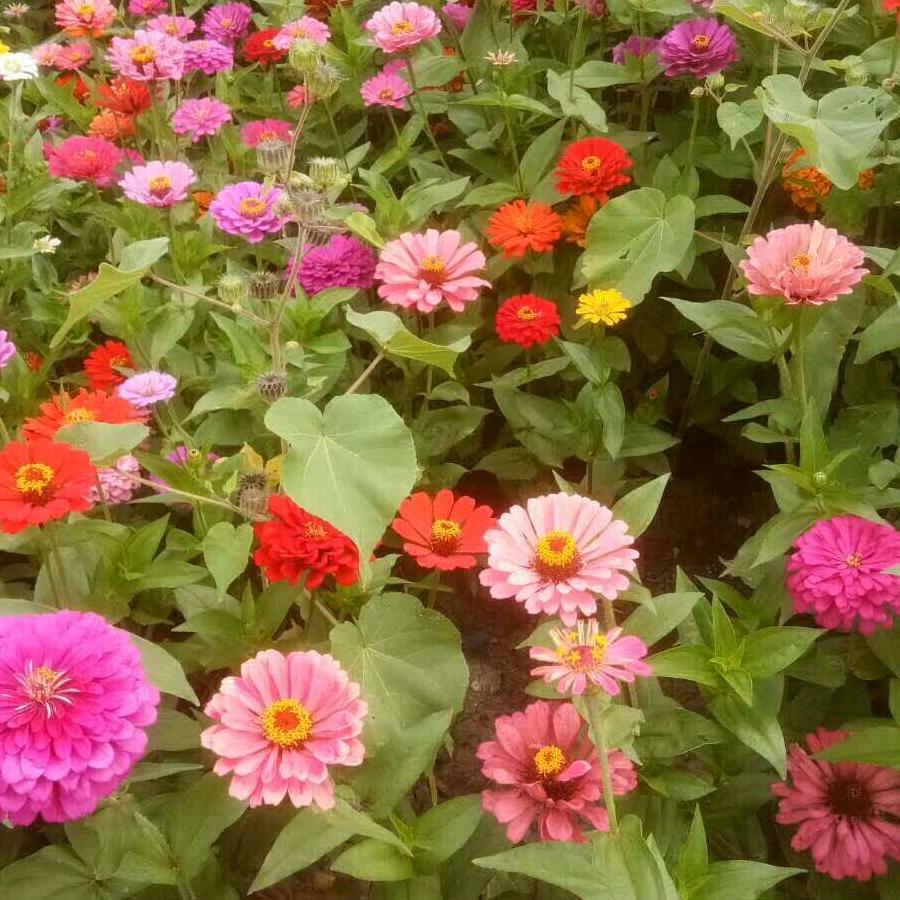 杨连芳