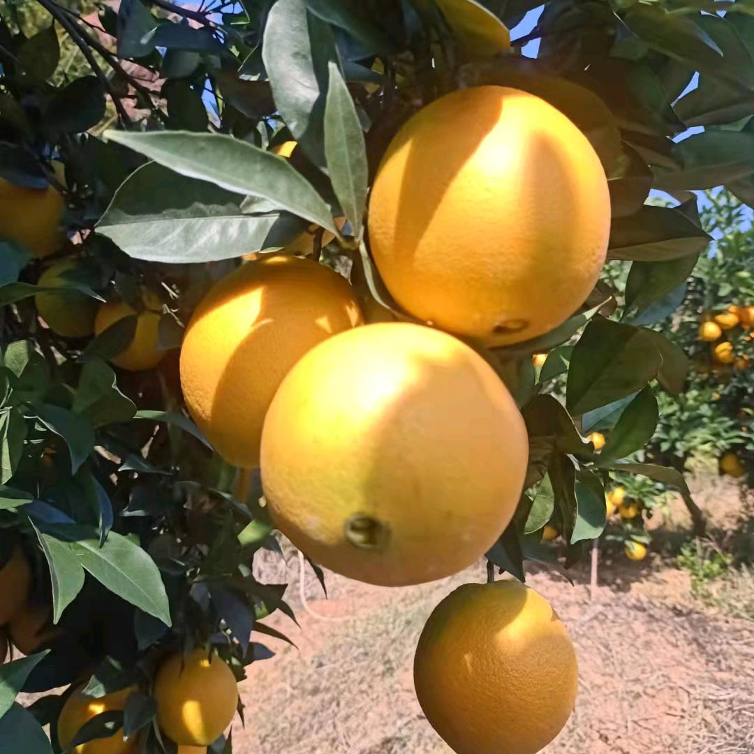 🍊橙子姐🍊