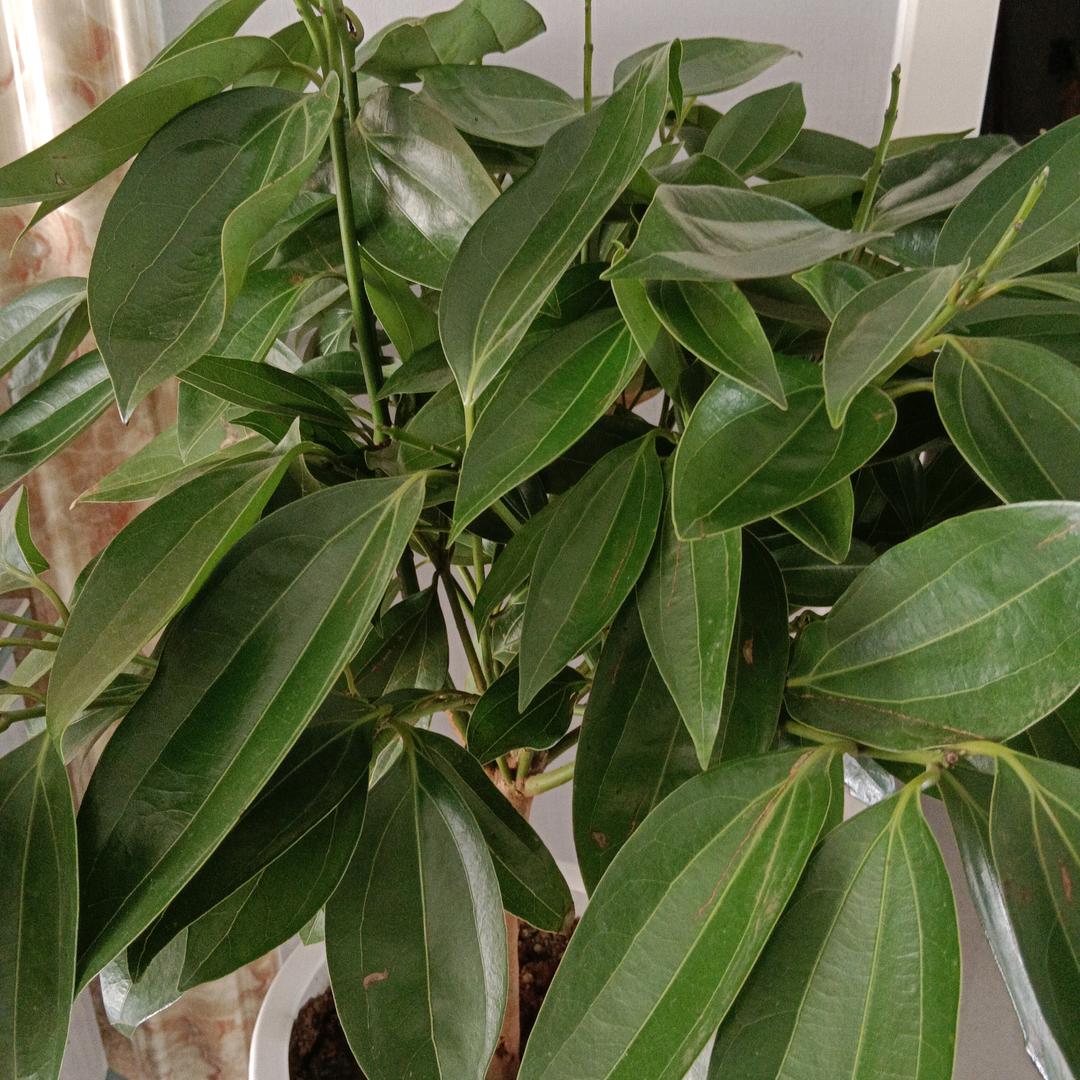 山西·自由飞翔新疆驼奶