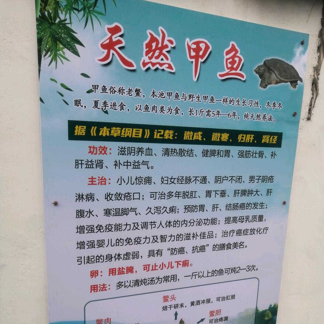 天然甲鱼养殖