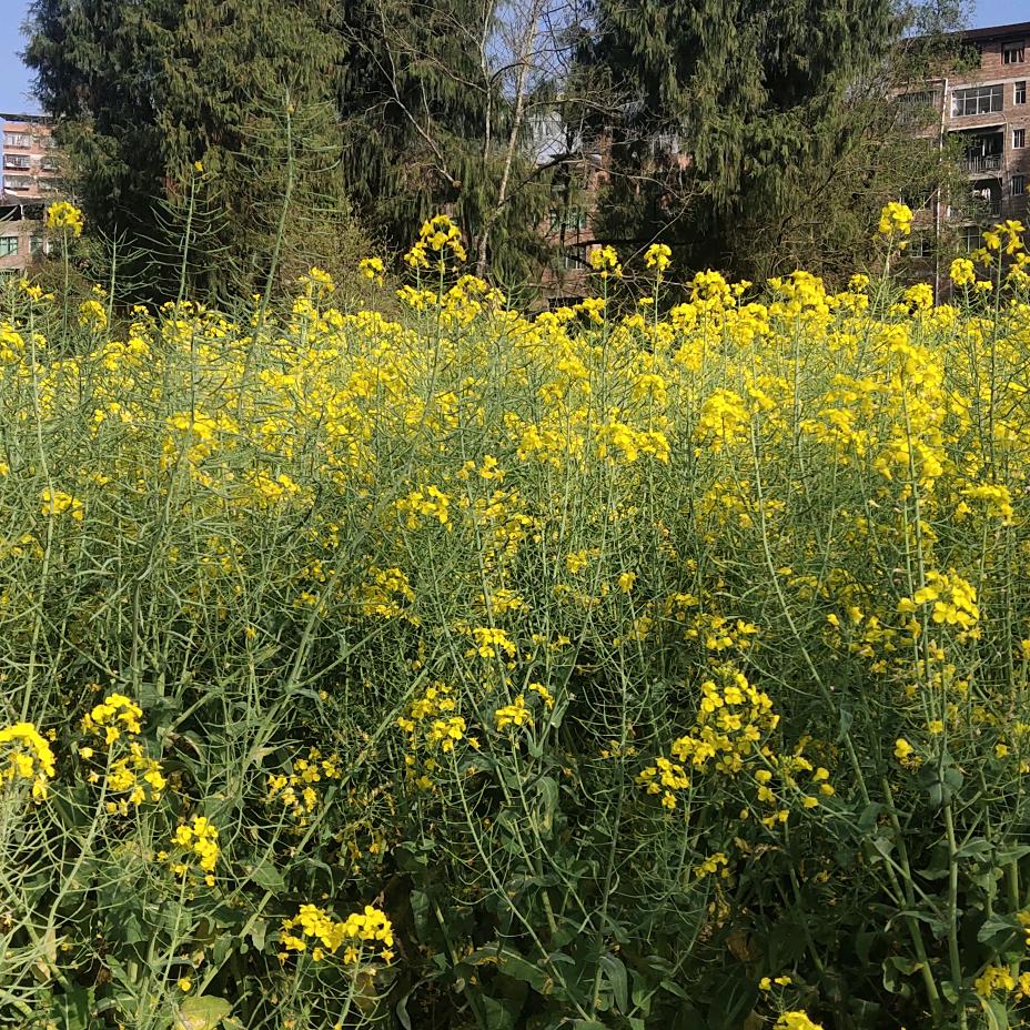 草