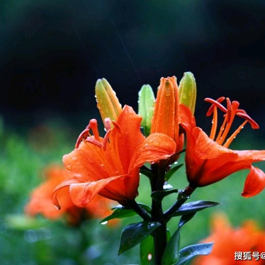 霞光