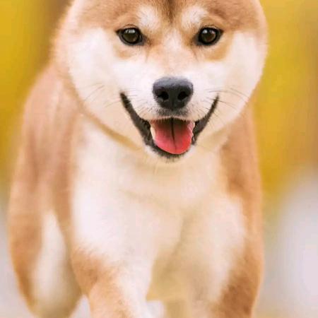 撒路