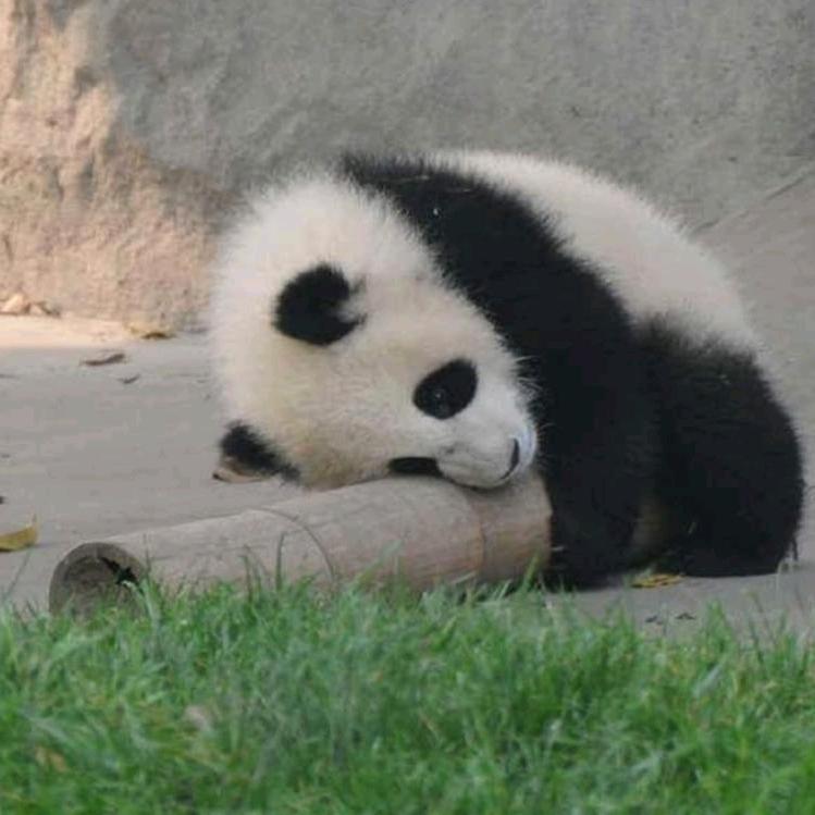 常丶