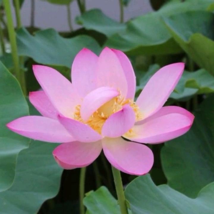 xuxue